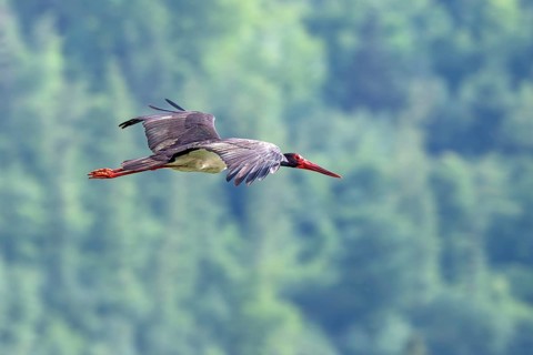 Black Stork (Ciconia nigra), in flight, Güssinger Teiche, Güssing, Burgenland, Austria