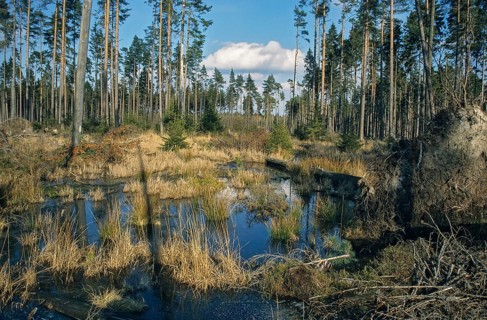 Germany, Greiz, Pöllwitzer Wald, Thuringia, Thuringia, moor