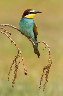 European Bee-eater (Merops apiaster), Castile, Spain