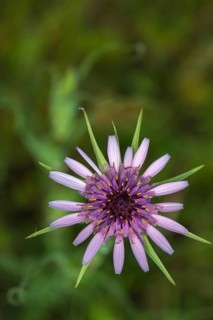 Asteraceae, oyster plant, granelli, haverroot, Italy, Jerusalem starling, daisy, Pantani Cuba and