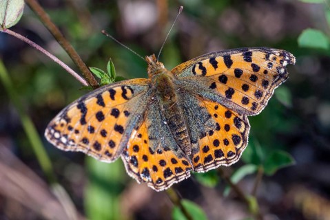 Argynnis Lathonia, Brandenburg, Germany, Issoria Lathonia, small mother-of-pearl butterfly, Nabu,
