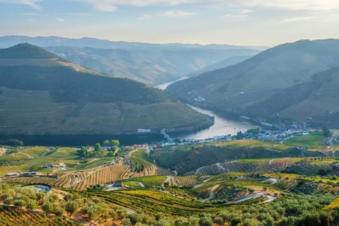 View of a Douro River bend near Regua with terraced vineyard slopes, small town buildings on the