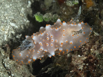 A nudibranch with orange spots, the Batangas Halgerda (Halgerda batangas), on a sandy seabed,