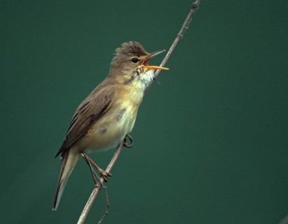 Acrocephalus palustris, marsh warbler, birds, song, leo, male, passeri, singing, songbirds, birds,