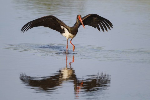Black Stork (Ciconia nigra) foraging, Greece