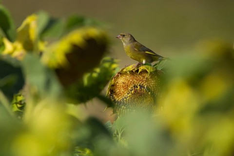 European greenfinch (Chloris chloris) adult male garden bird on a sunflower flower in summer,