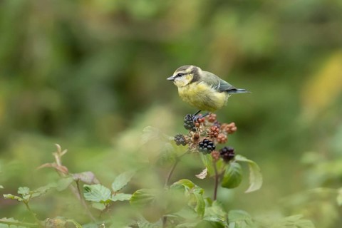 Blue tit (Cyanistes Caeruleus) adult garden bird on blackberries fruit in a hedgerow in summer,