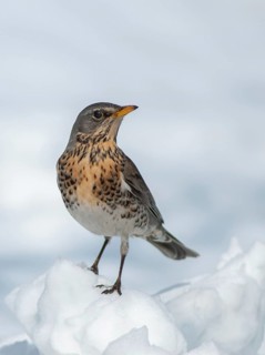 Fieldfares, Turdus pilaris, juniper thrush, birds, thrush, high size, portrait format, passeri,