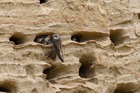 Sand martin (Riparia riparia) nesting in a sand pit Sand excavation and feeding chicks in a nest in
