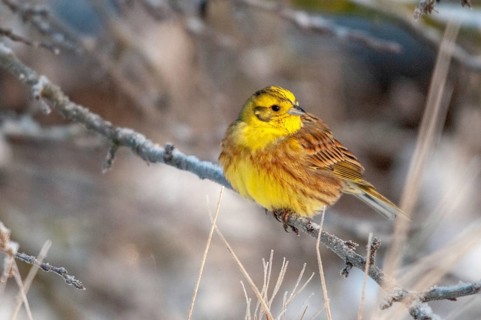 Emberiza citrinella, goldammer, yellowhammer, birds, male, passeri, songbirds, songbirds, birds,