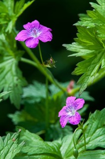 Geraniaceae, geranium palustre, storkbill, swamp stork beak, flora, high size, portrait, marsh