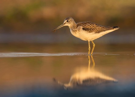 Common Greenshank (Tringa nebularia) foraging, Poland