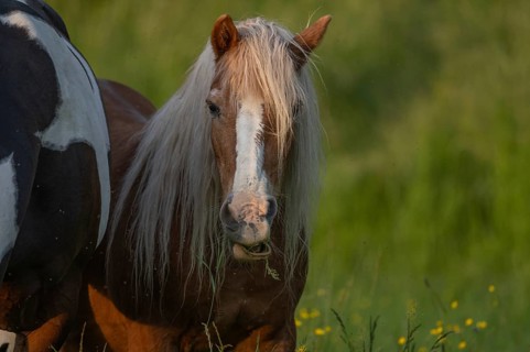 A brown horse eats grass in a green field. There are yellow flowers all around him. The sun is low