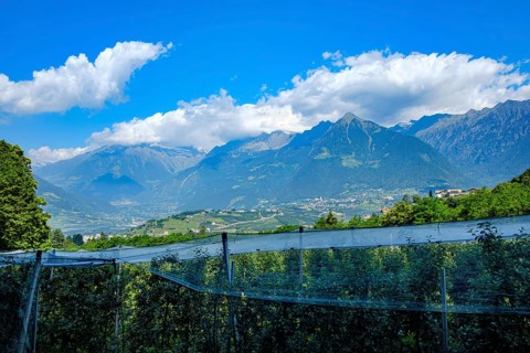 Fruit growing in Meran in South Tyrol, Italy