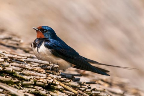 Hirundo rustica, house martin, swallow, birds, passeri, swallows, songbirds, songbirds, birds