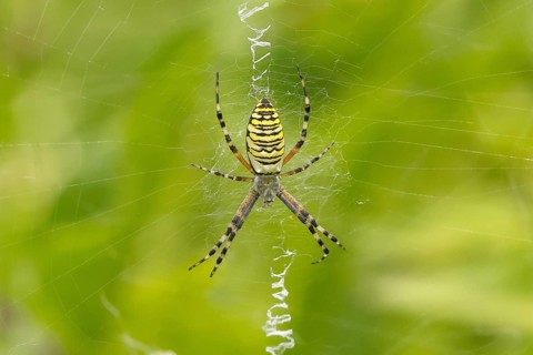 Wasp spider (Argiope bruennichi), also known as the zebra spider or tiger spider, in its web, in a