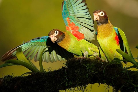 Brown-hooded Parrot (Pyrilia haematotis), Costa Rica