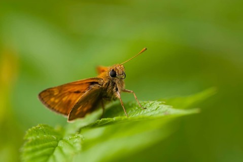 Ochlodes sylvanus, ochlodes venatus, rust-spotted thighead, butterfly, thighead, insects,