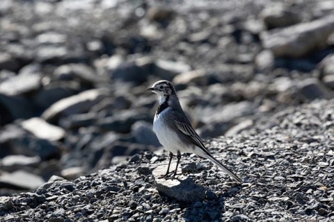A bird stands on stony ground in the sunlight, a shadow falls on the ground, white wagtail