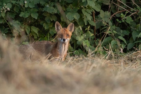 A red fox (Vulpes vulpes) is sitting in a field. It is looking around intently. The vegetation is