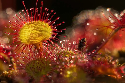 Brosswort, Bullwort, Drosera Rotundifolia, Droseraceae, Lord Spoon, Sky Spoon, Sky Dew, Round Leaf