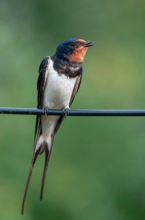 Hirundo rustica, house martin, barn swallow, birds, song, high size, portrait format, passeri,