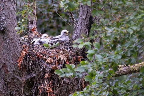 Honey Buzzard (Pernis apivorus), close-up, two chicks with white down feathers in a nest on a larch
