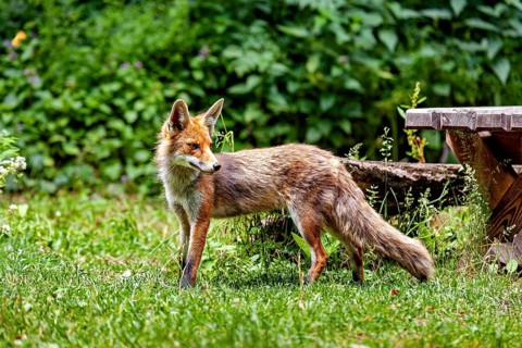 A fox is standing in a meadow, gazing into the distance next to a wooden table. A red fox in the