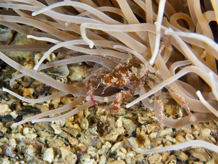 A small crab, the long-legged ghost crab (Macropodia), is hiding in a sea anemone on a grainy