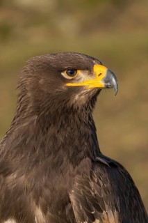 Portrait of Aquila nipalensis, steppe eagle, in late light with green background