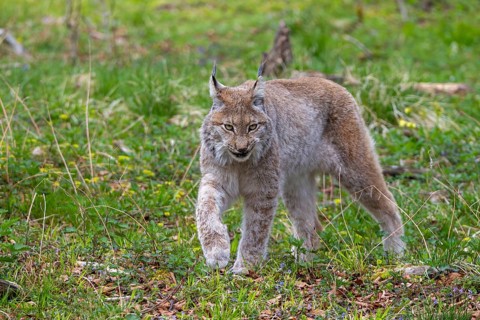 Eurasian lynx, Northern lynx (Lynx lynx lynx) hunting in grassland in spring