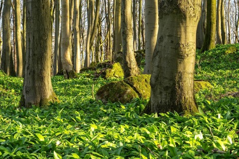 An idyllic deciduous forest in spring, the forest floor covered in green wild garlic (Allium