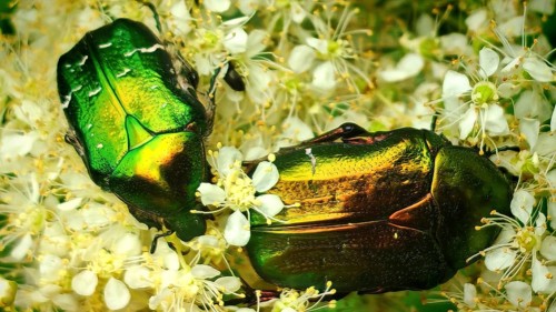 A close-up of a golden rose chafer (Cetonia aurata) with a metallic sheen on a flower, surrounded