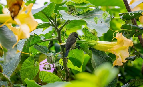 Olive-bellied Sunbird (Cinnyris chloropygius), female sitting on a yellow flower, Mgahinga Gorilla