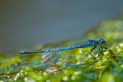 Azure Damselfly, Cercion Lindenii, Goblet-Marked Damselfly, Cup Azuremaid, Sapphire Eye,