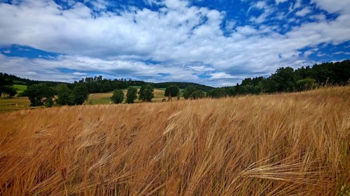 A vast wheat field (Triticum) set against a tree-lined landscape and a cloudy sky, summer in the