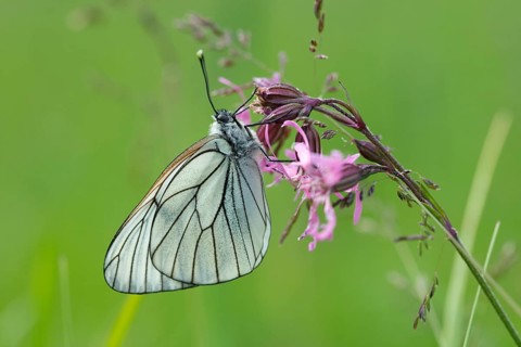 Aporia crataegi, tree whitening, black-veined white, black-winged white, butterfly, insects,