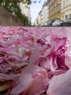 Petals from the Japanese Cherry, serrated-leaved cherry, Oriental cherry, serrated-leaved cherry