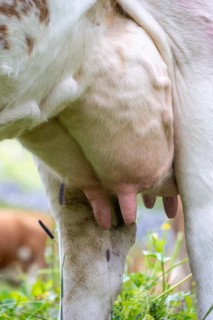 Udder of a dairy cow (Bos taurus), on an alpine meadow, Bernese Alps, Bernese Oberland, Switzerland