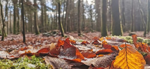 Close-up, ground view, icy brown leaves in the foreground with an autumnal forest behind, hiking in