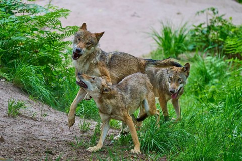 A pack of wolves in a lush forest landscape, summer, wolf (Canis lupus), Germany