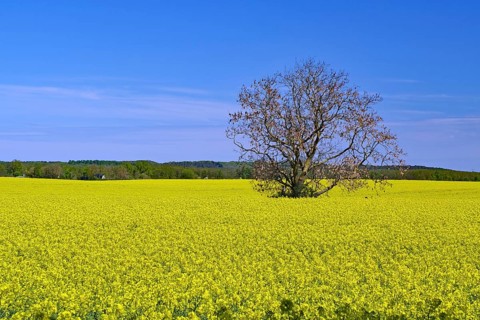 A single tree stands in a wide, yellow rapeseed field under clear blue sky, Rügen,