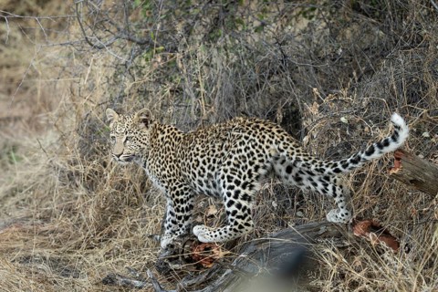 Leopard (Panthera pardus) in tall grass, Khomas Region, Namibia