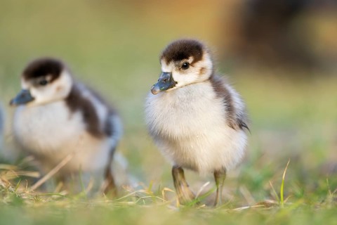 Egyptian goose (Alopochen aegyptiaca) cute chicks on a meadow at the shore of a lake, Bavaria,