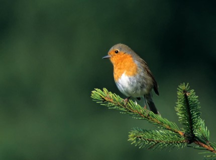 Erithacus rubecula, robin, robins, birds, leo, passeri, songbirds, birds