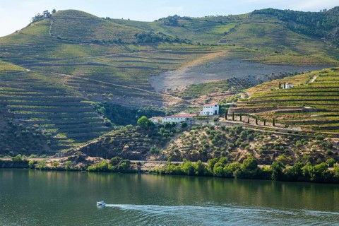 Douro river boat and quinta vineyard in Portugal daylight, with a white estate, terraced wine