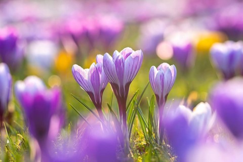 Colourful crocuses (Crocus sp.) blooming in flower garden in late winter, early spring