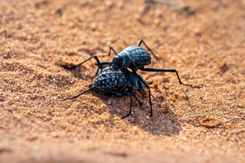 Two fog beetles (Onymacris unguicularis), mating, Toktokkie beetle, in the sand, Namib Desert,