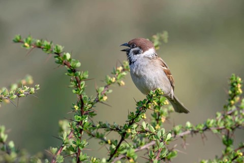 Tree sparrow (Passer montanus), perched on a barberry bush, Littlewood Ranch, Limbach, Burgenland,