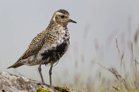European Golden Plover (Pluvialis apricaria), Iceland